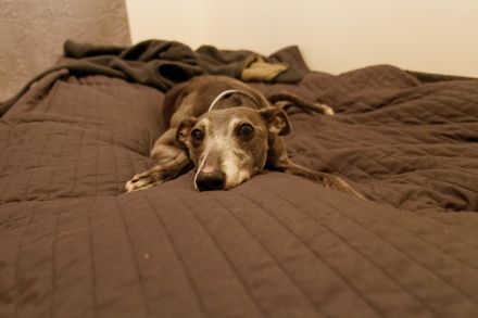 Make sure there are plenty of beds, or the foster doggie will steal yours!